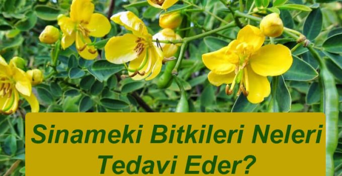 Sinameki Bitkileri