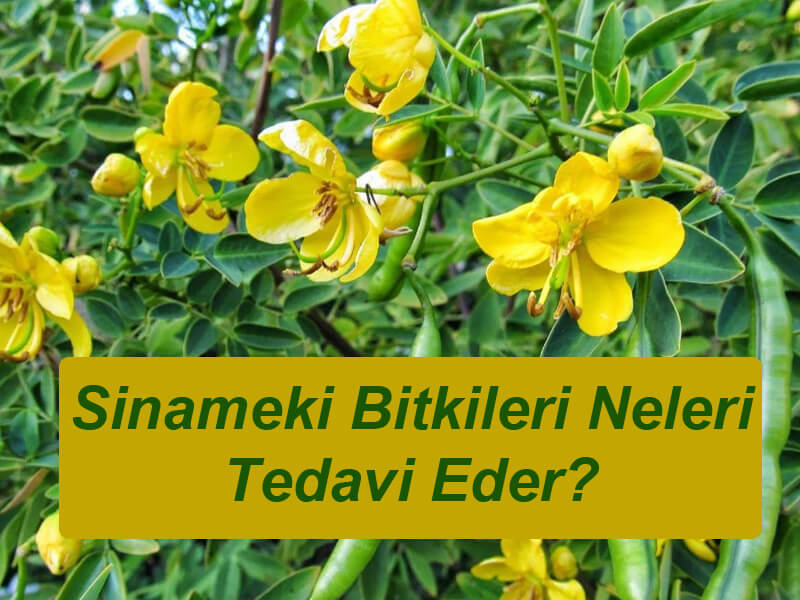 Sinameki Bitkileri