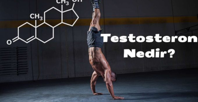 Testosteron Nedir ve Nasıl Salgılanır?